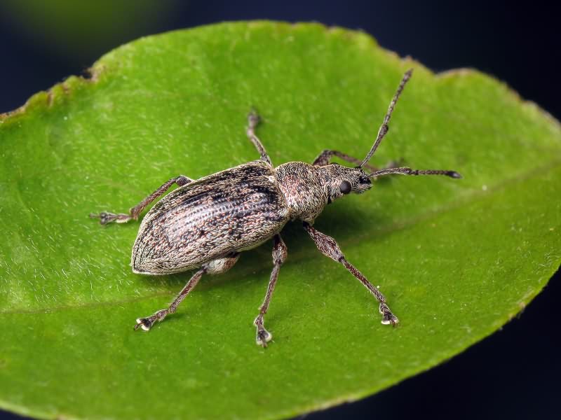 Phyllobius pyri (Linnaeus, 1758)